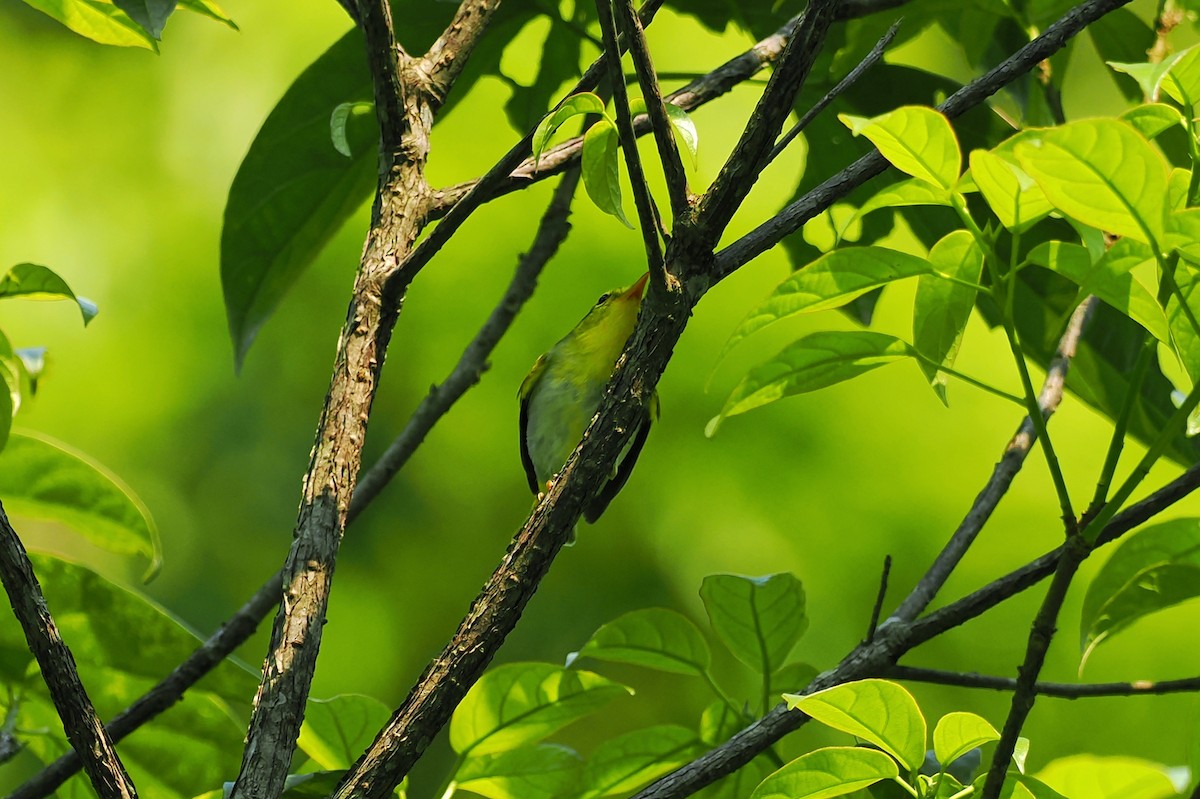 Yellow-vented Warbler - ML624287427