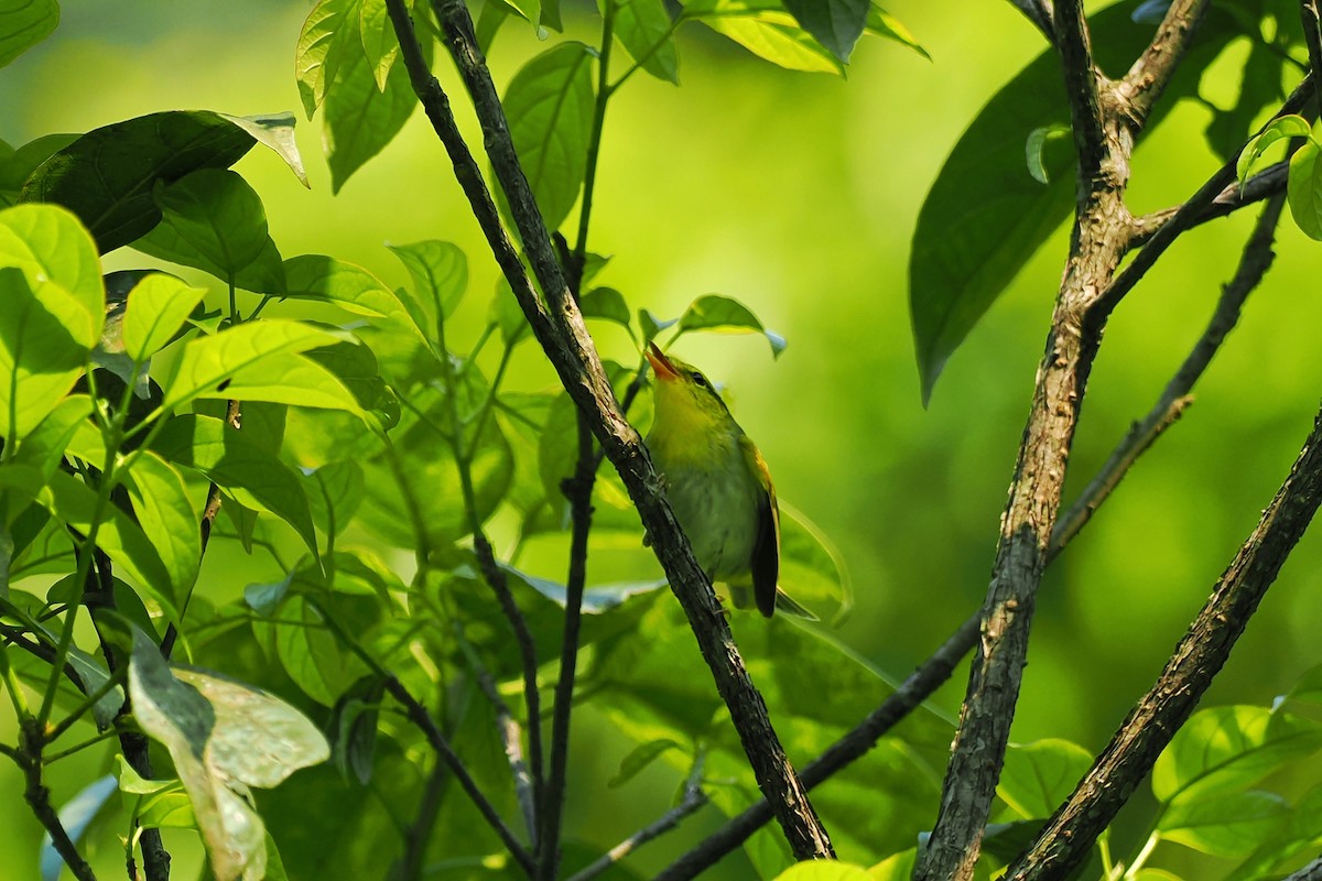 Yellow-vented Warbler - Leijun Zhuang