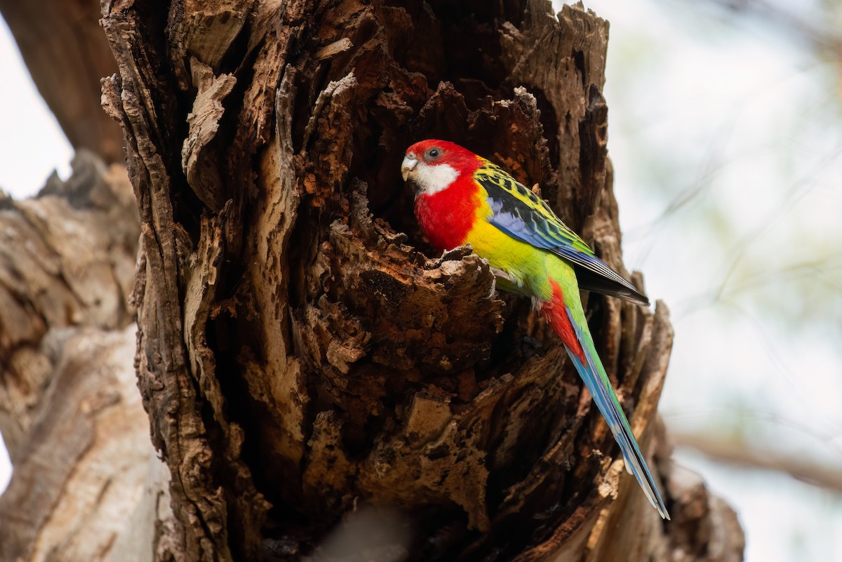 Eastern Rosella - ML624287476