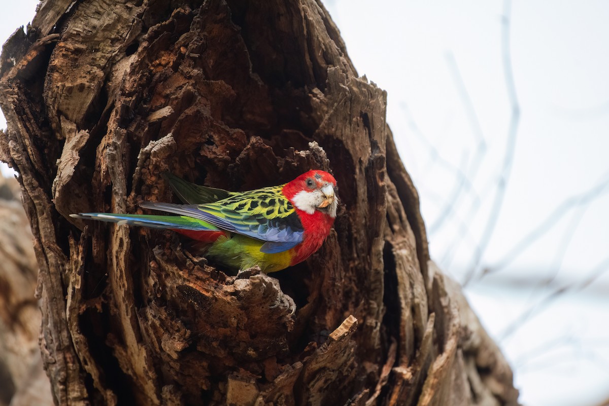 Eastern Rosella - ML624287478