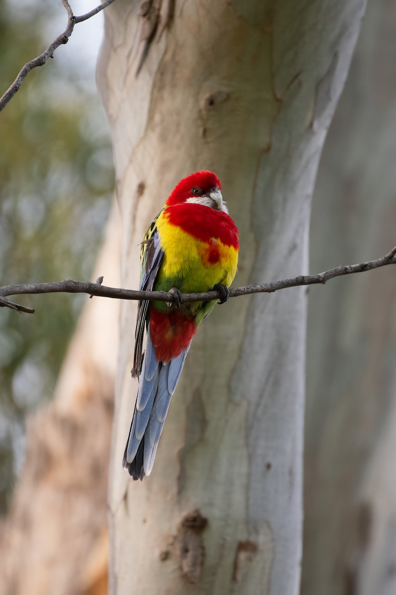 Eastern Rosella - ML624287503