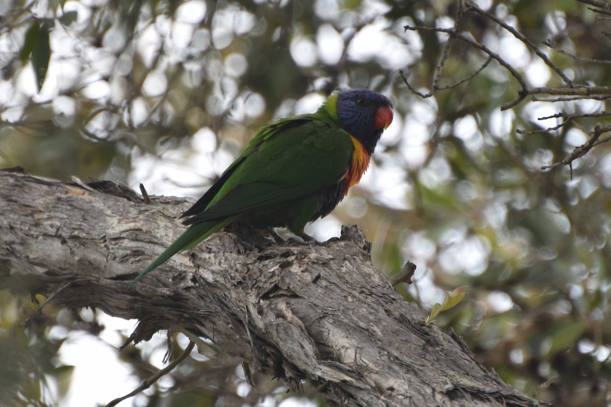 Rainbow Lorikeet - ML624287539