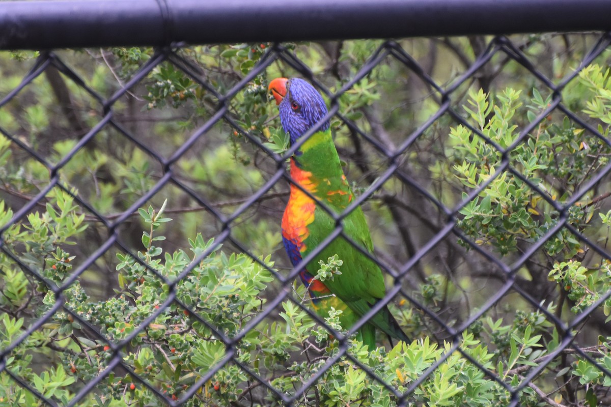 Rainbow Lorikeet - ML624287540
