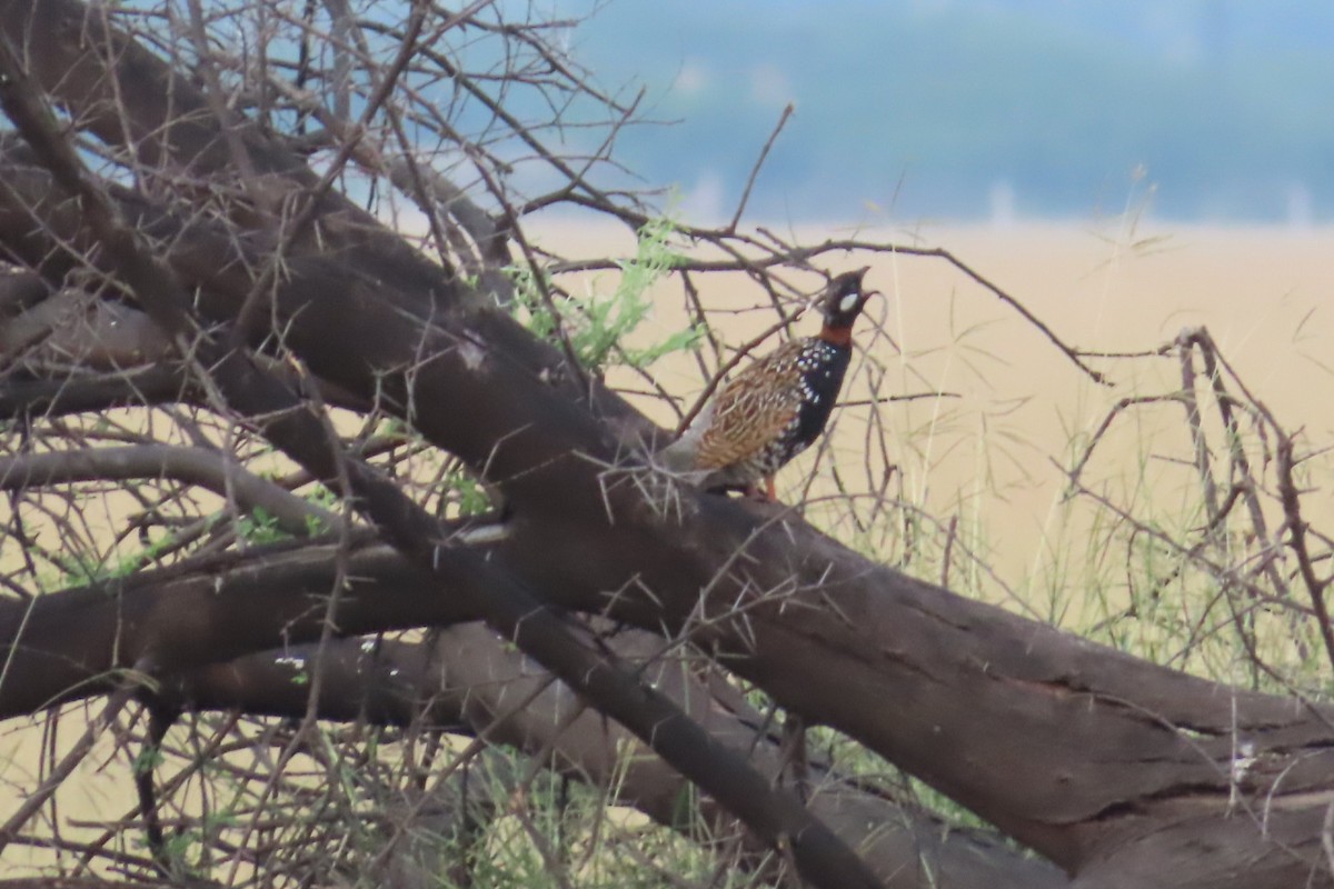 Black Francolin - Chinmay Sawant