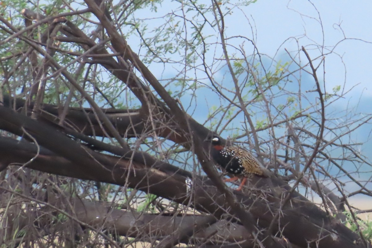 Black Francolin - ML624287745