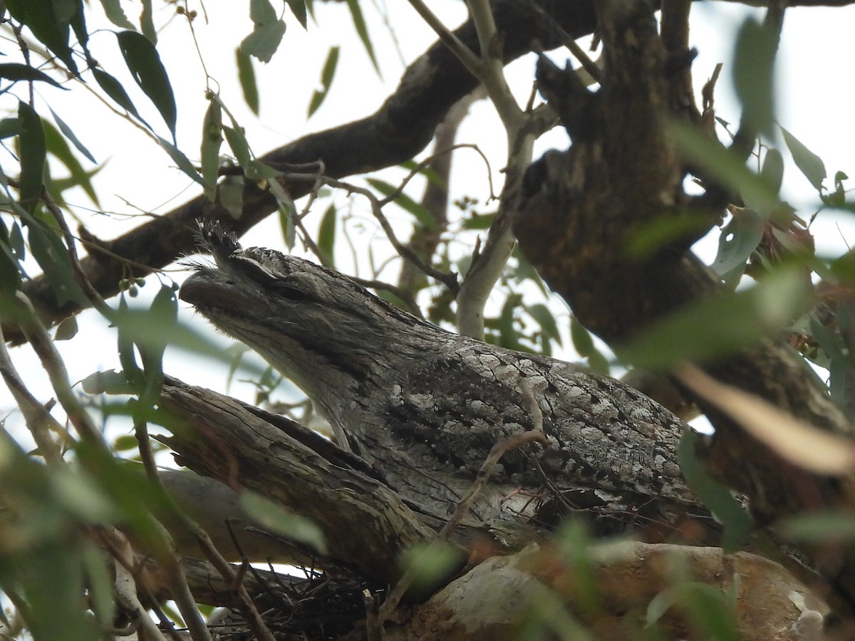Tawny Frogmouth - ML624287755