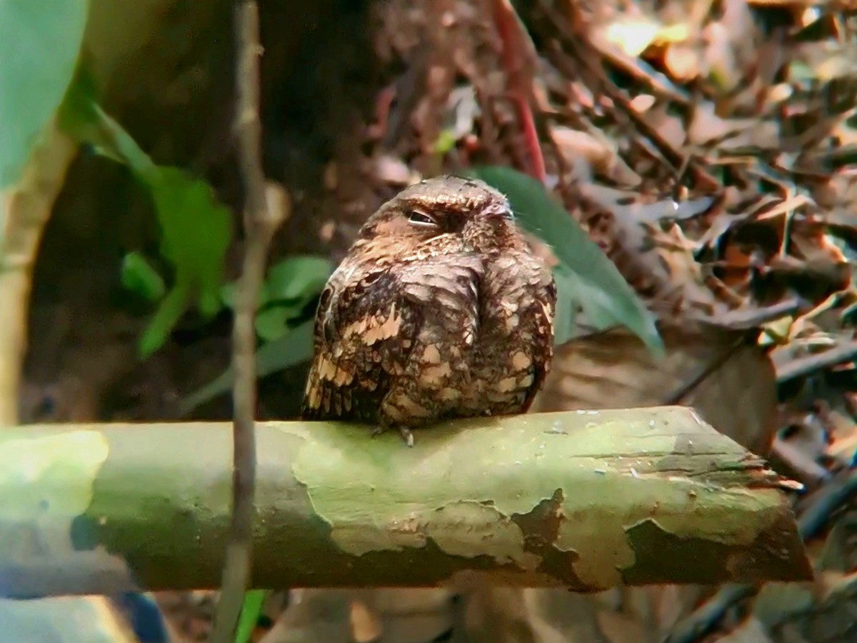 Philippine Nightjar - ML624287763