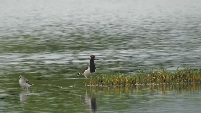 Red-wattled Lapwing - ML624287821