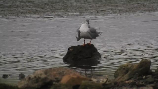 カワアジサシ - ML624287829