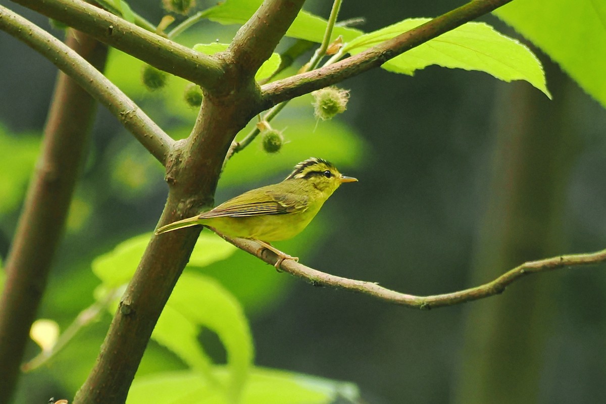 Limestone Leaf Warbler - ML624287839
