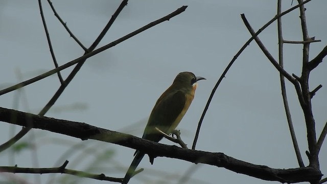 Blue-tailed Bee-eater - ML624287849