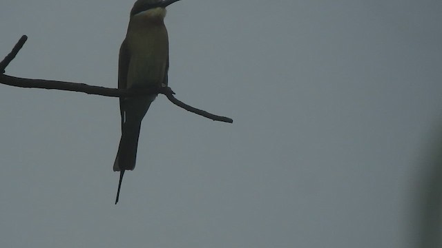 Blue-tailed Bee-eater - ML624287881