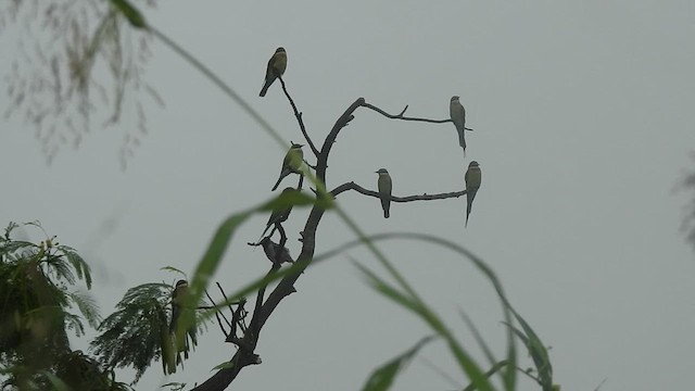 Blue-tailed Bee-eater - ML624287883