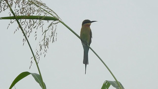 Blue-tailed Bee-eater - ML624287884