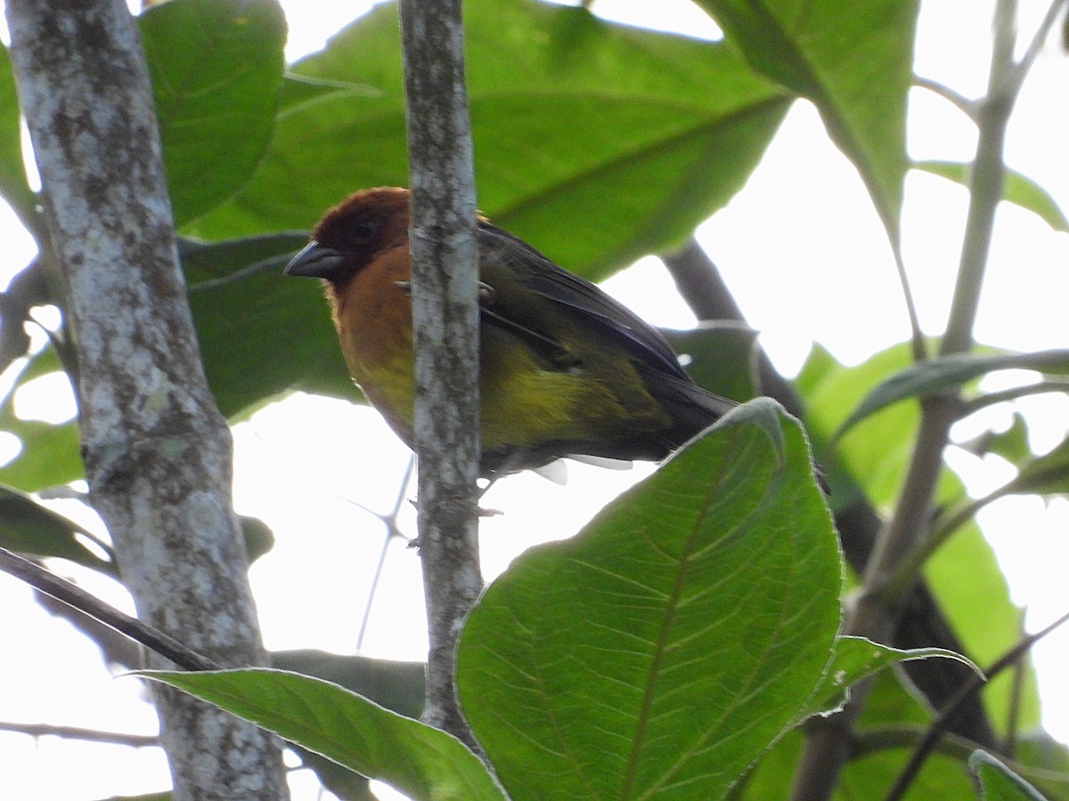 Ochre-breasted Brushfinch - ML624287899