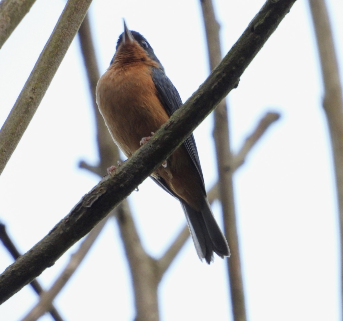 Rusty Flowerpiercer - ML624288035