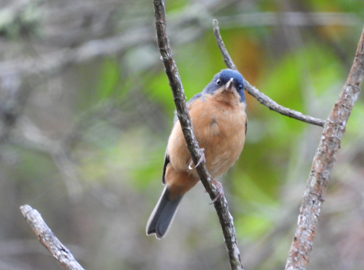 Rusty Flowerpiercer - ML624288037