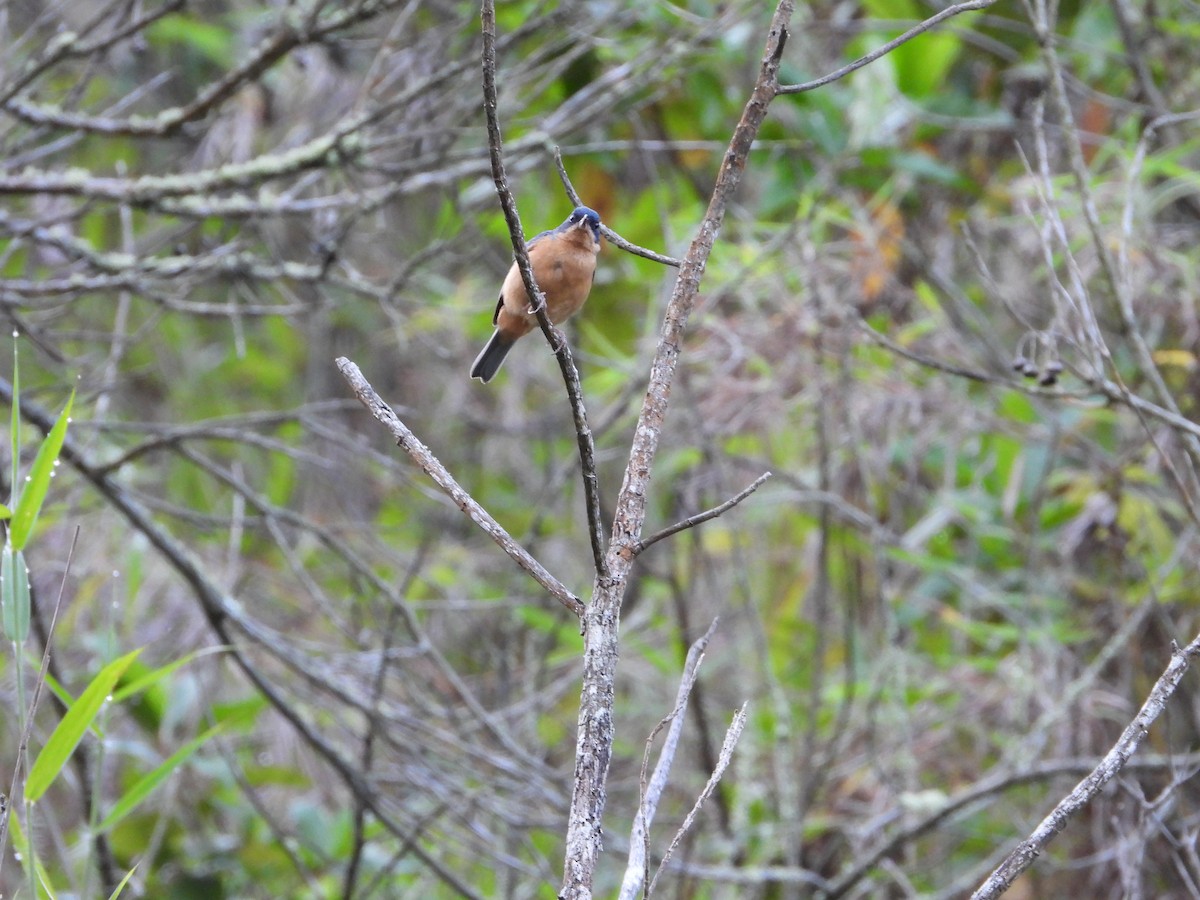 Rusty Flowerpiercer - ML624288038