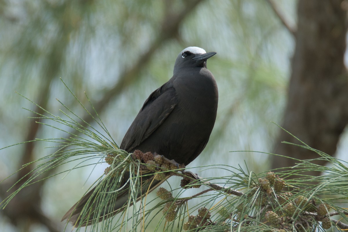 Black Noddy - ML624288077