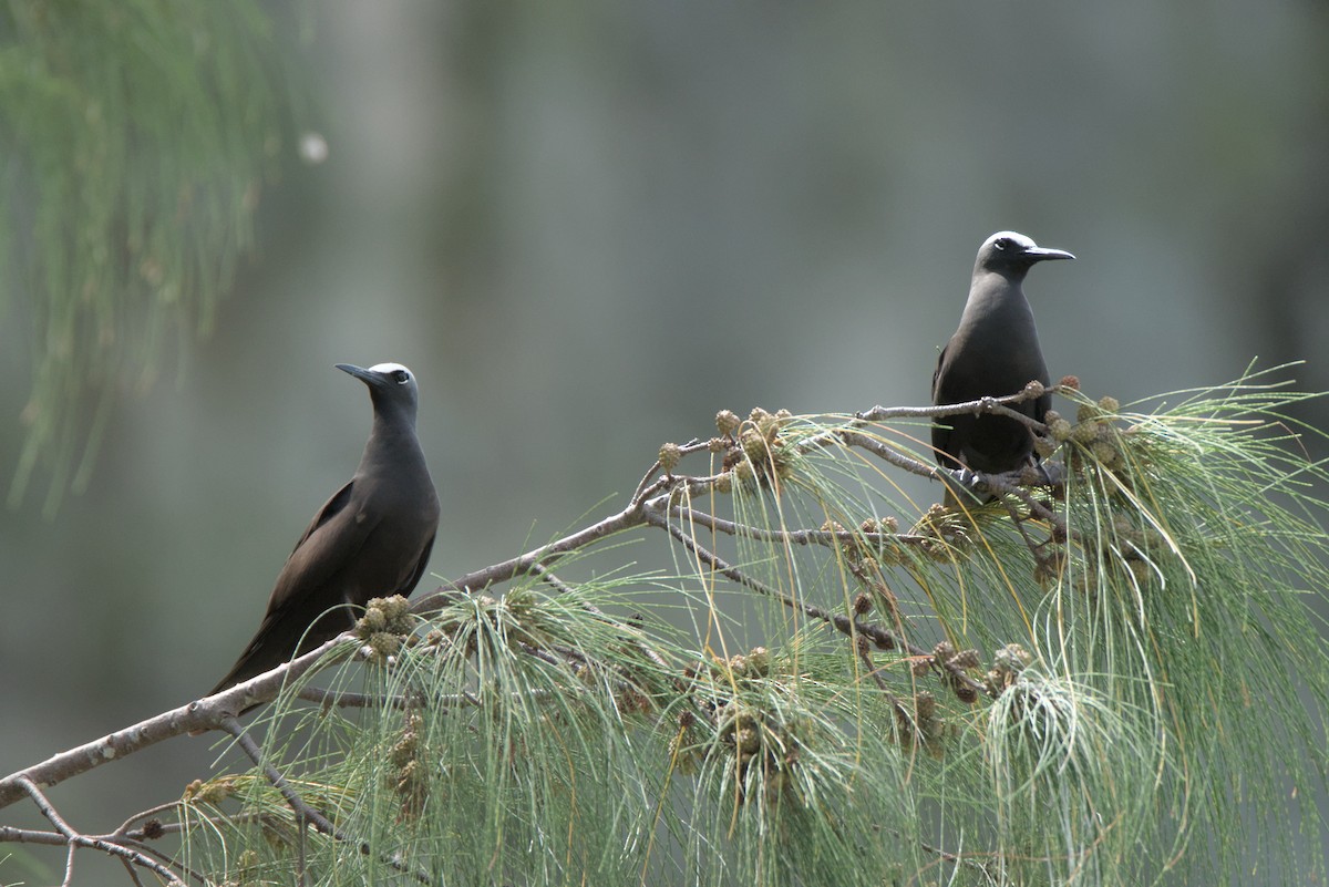 Black Noddy - ML624288078