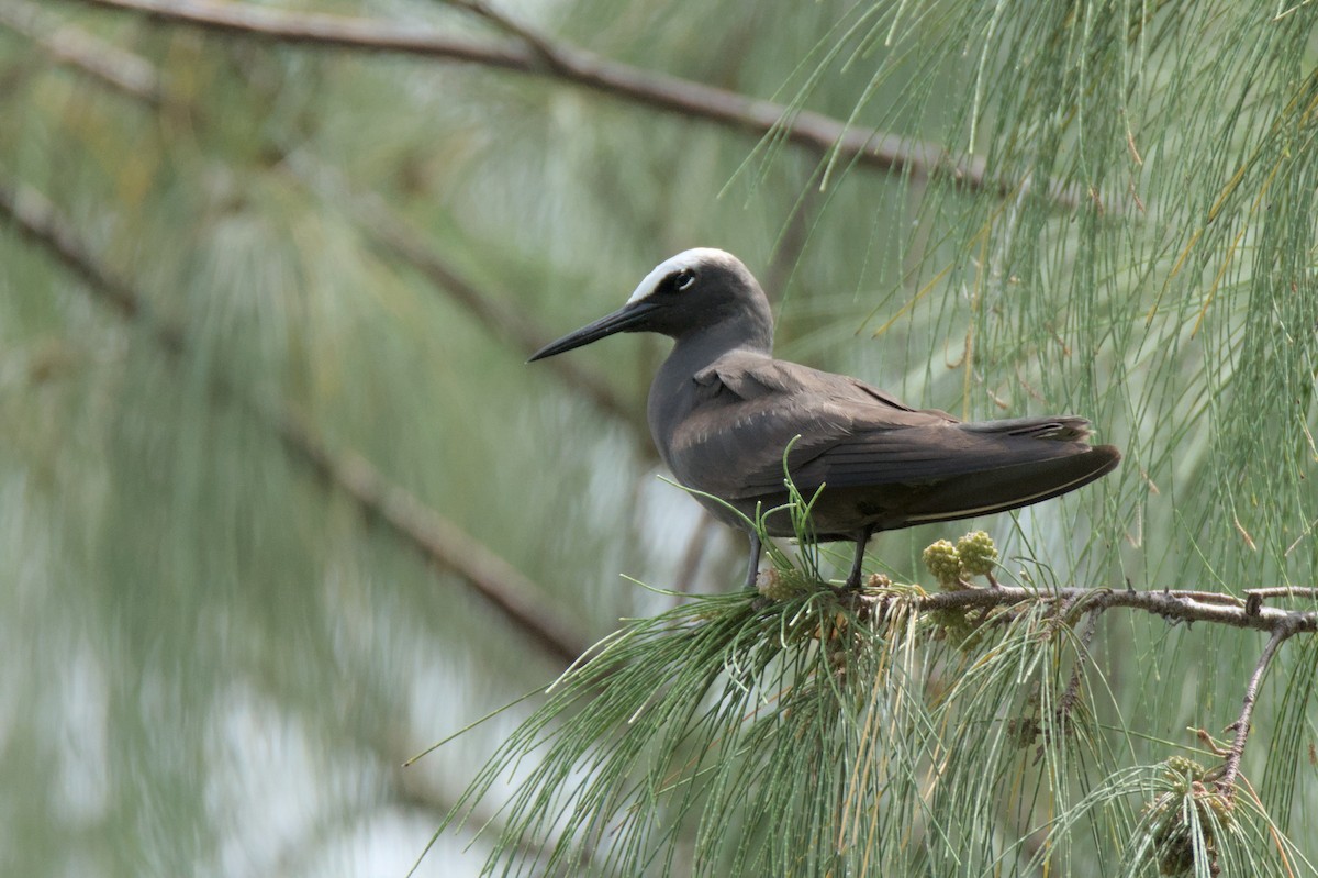 Black Noddy - ML624288079