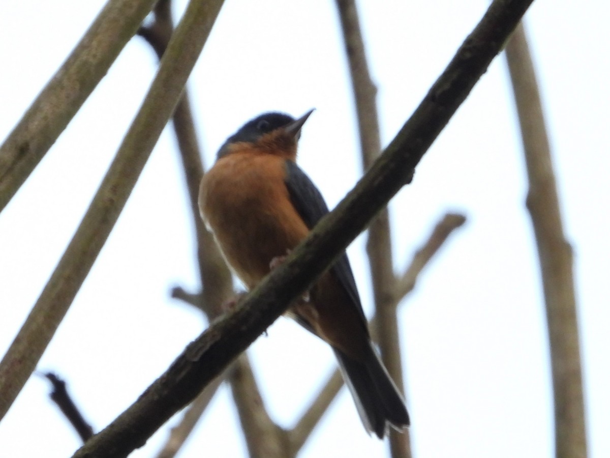 Rusty Flowerpiercer - ML624288085