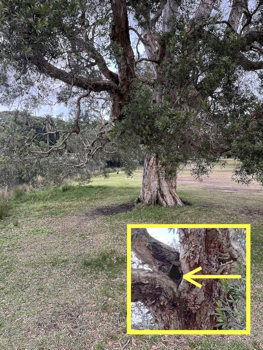 Rainbow Lorikeet - ML624288108