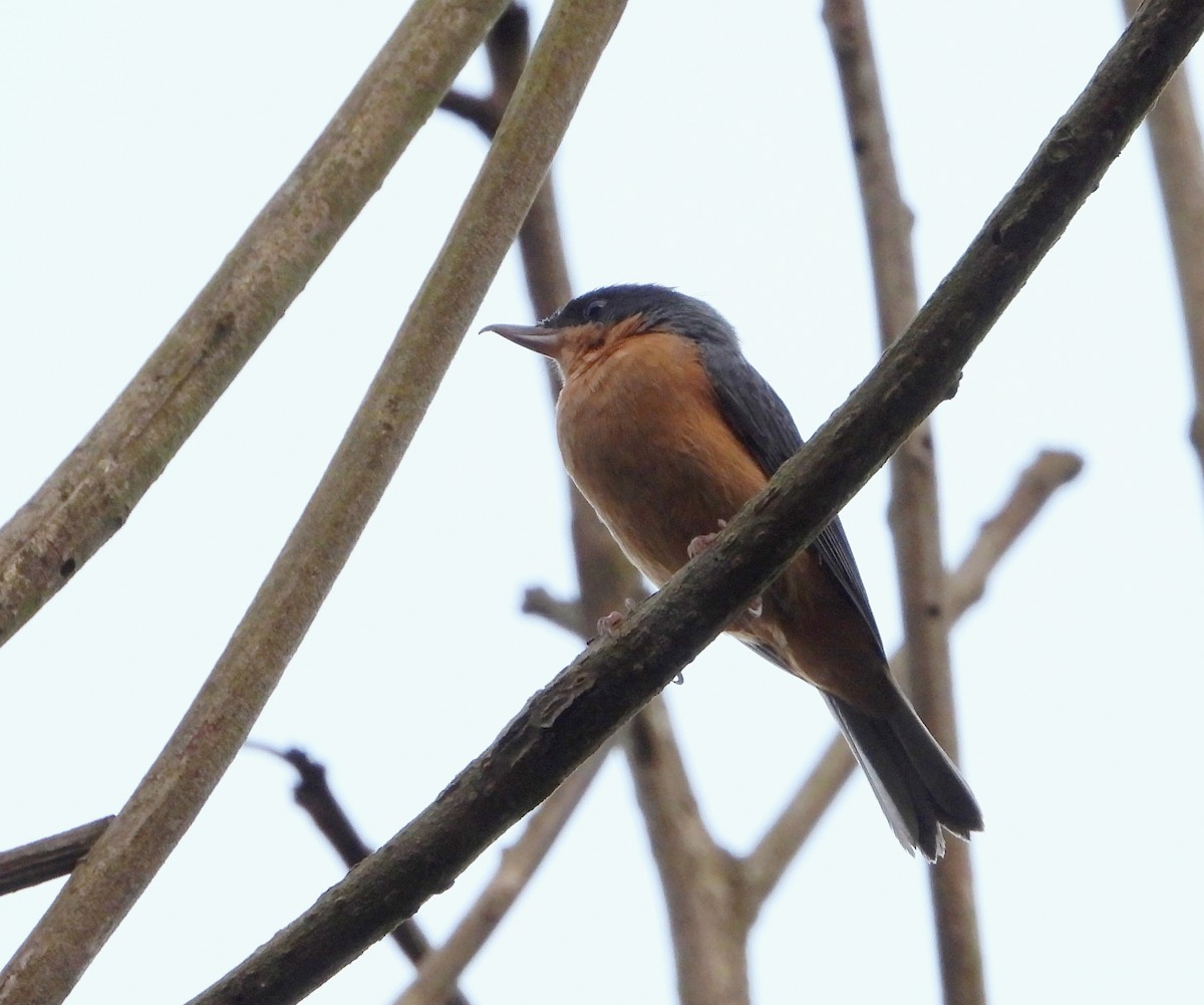 Rusty Flowerpiercer - ML624288111