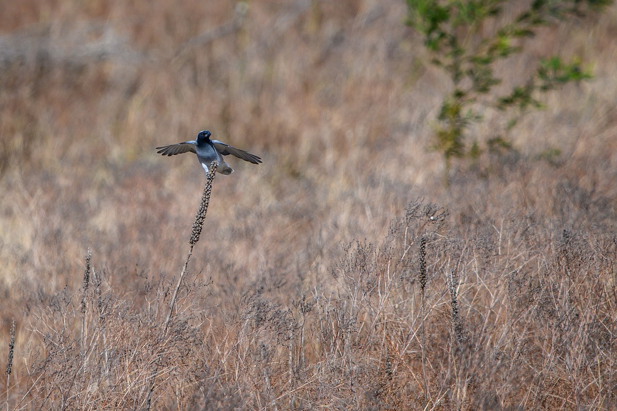 Black-faced Cuckooshrike - ML624288122