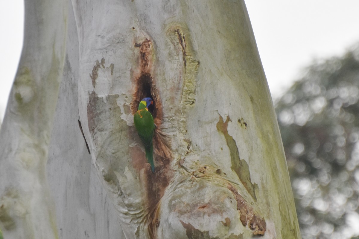 Rainbow Lorikeet - ML624288124