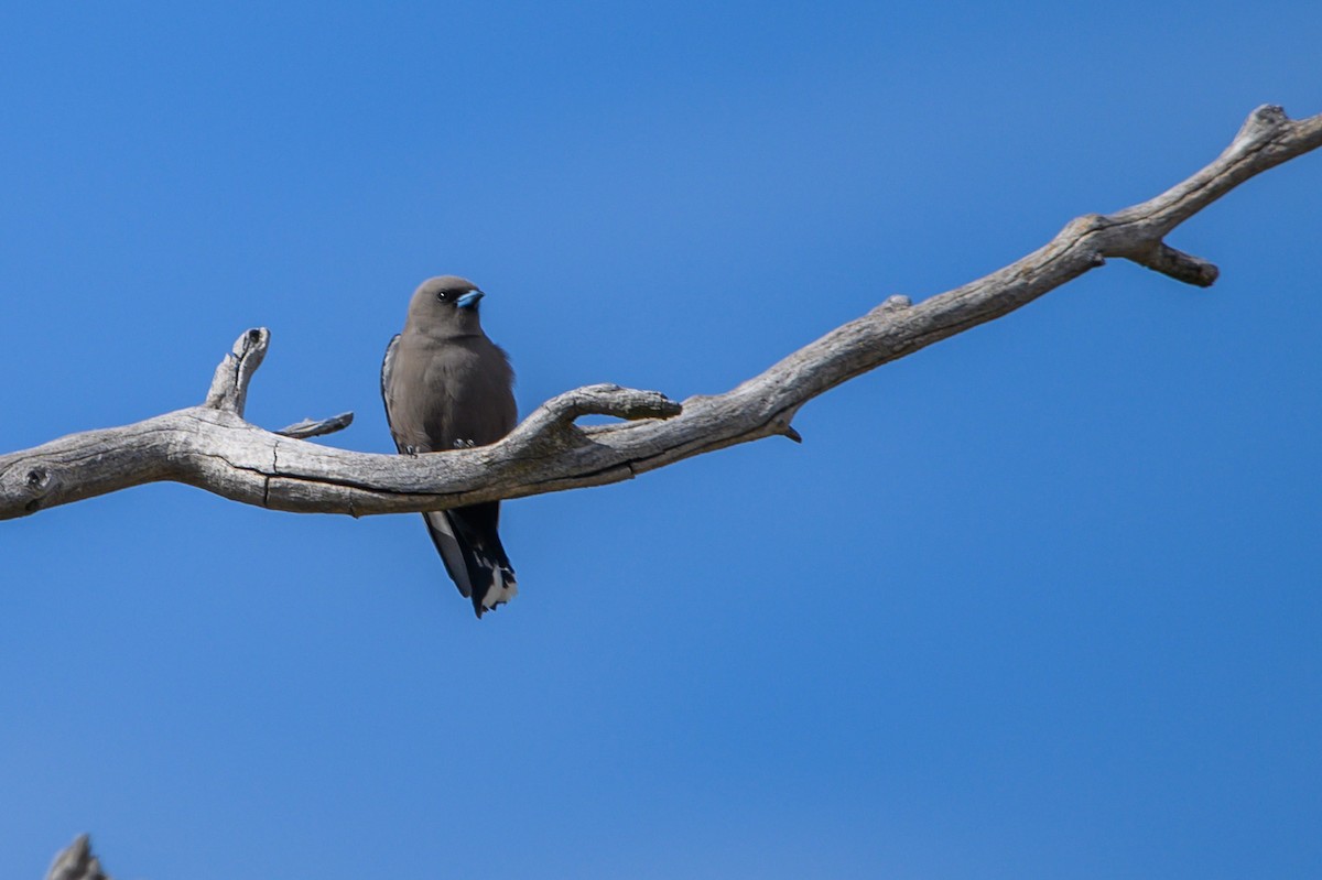 Dusky Woodswallow - ML624288129