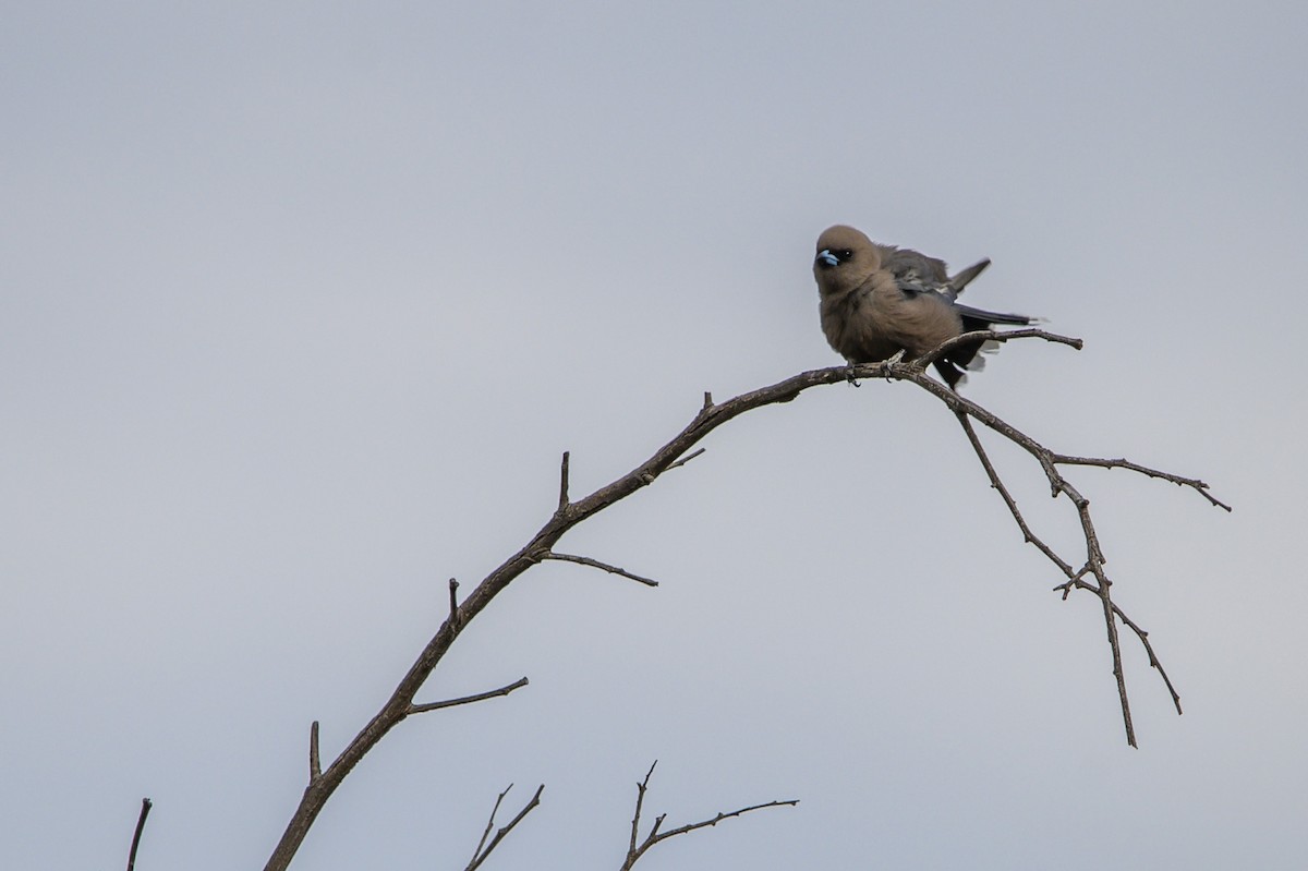 Dusky Woodswallow - ML624288130