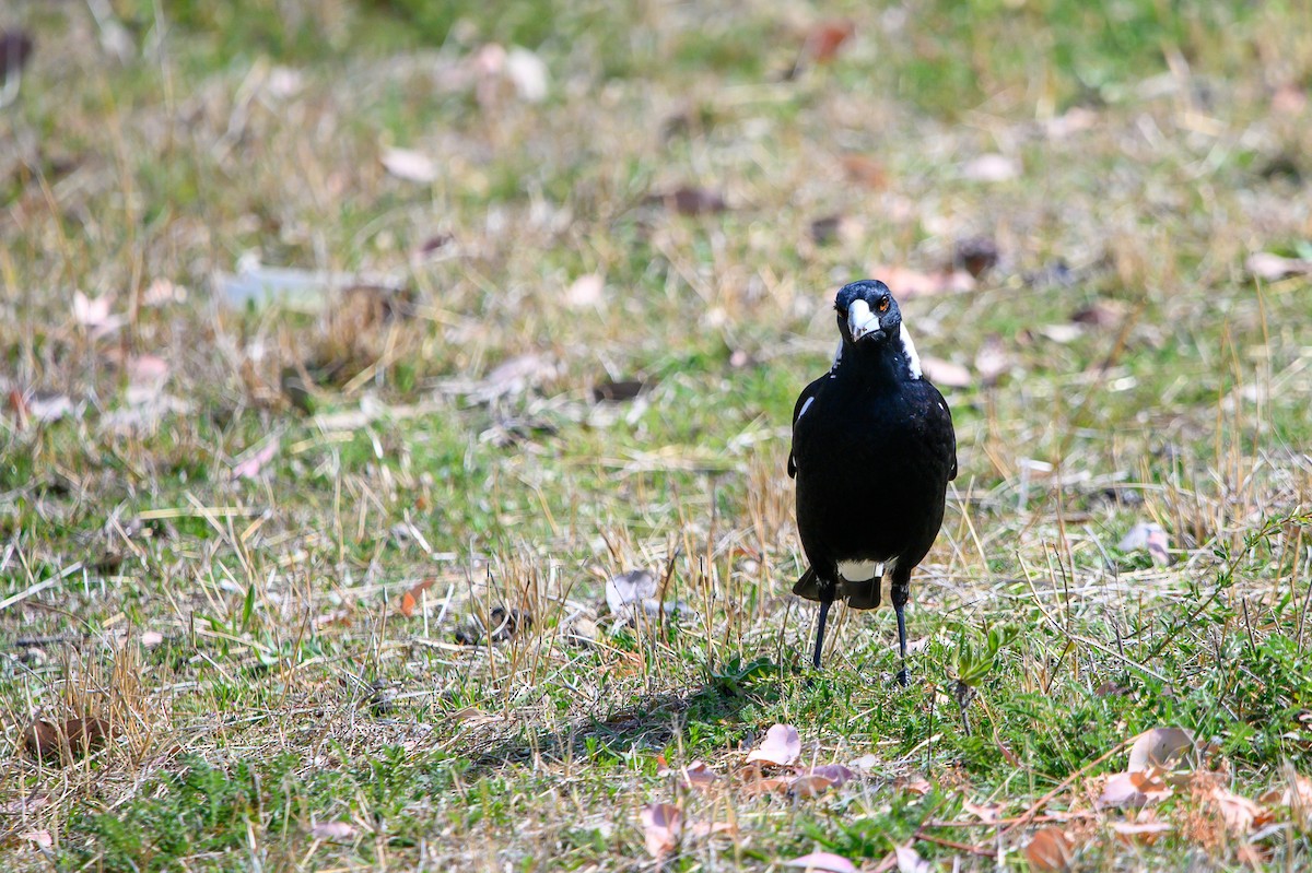 Australian Magpie - ML624288132