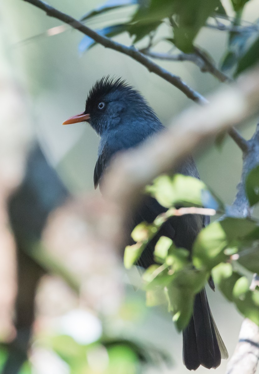 Reunion Bulbul - ML624288223