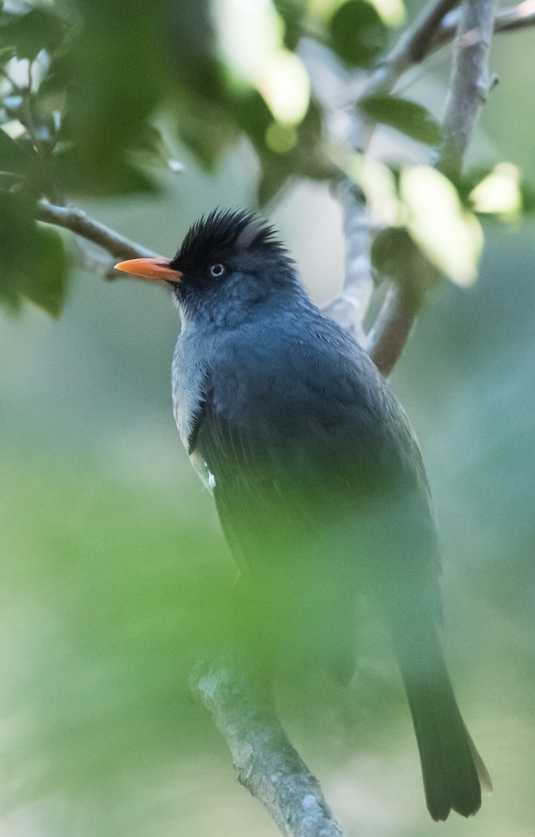 Reunion Bulbul - ML624288224