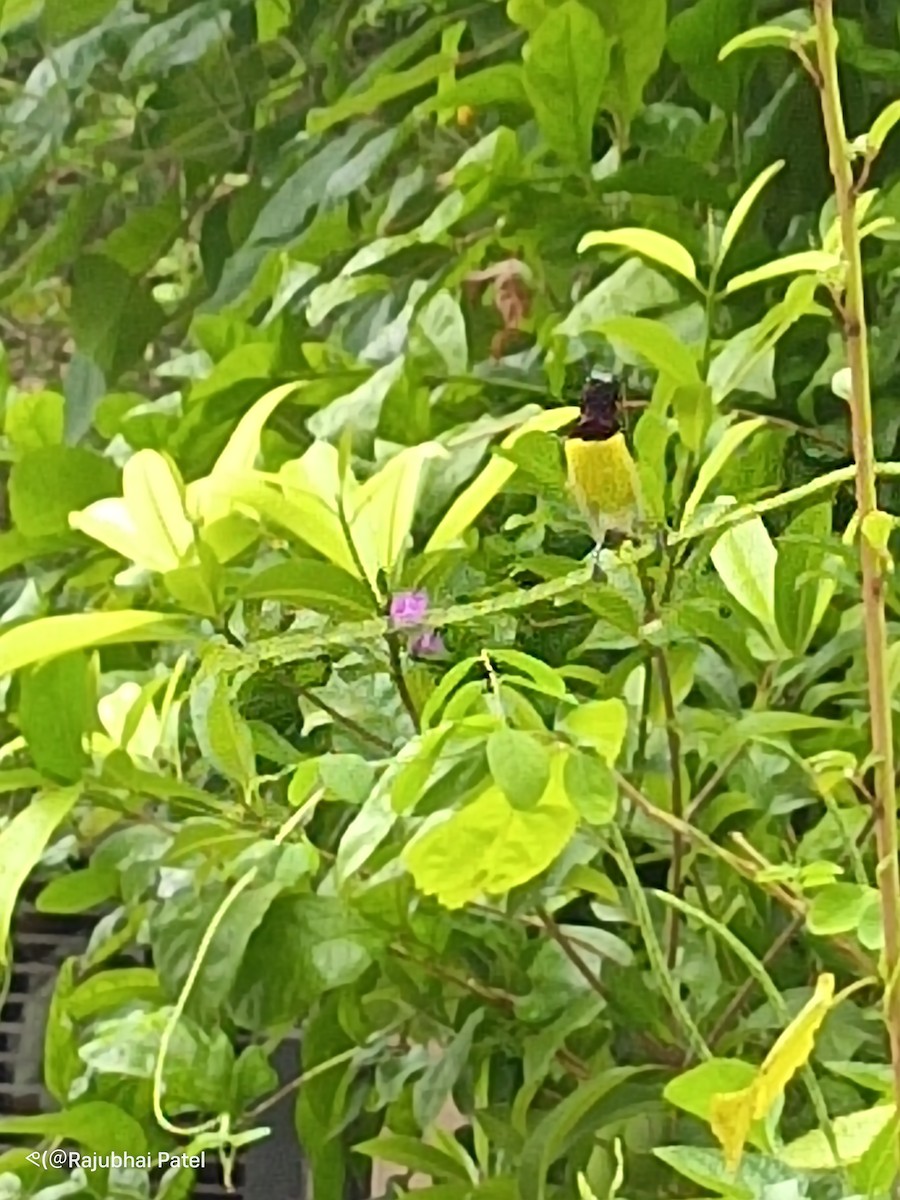 Purple-rumped Sunbird - ML624288355