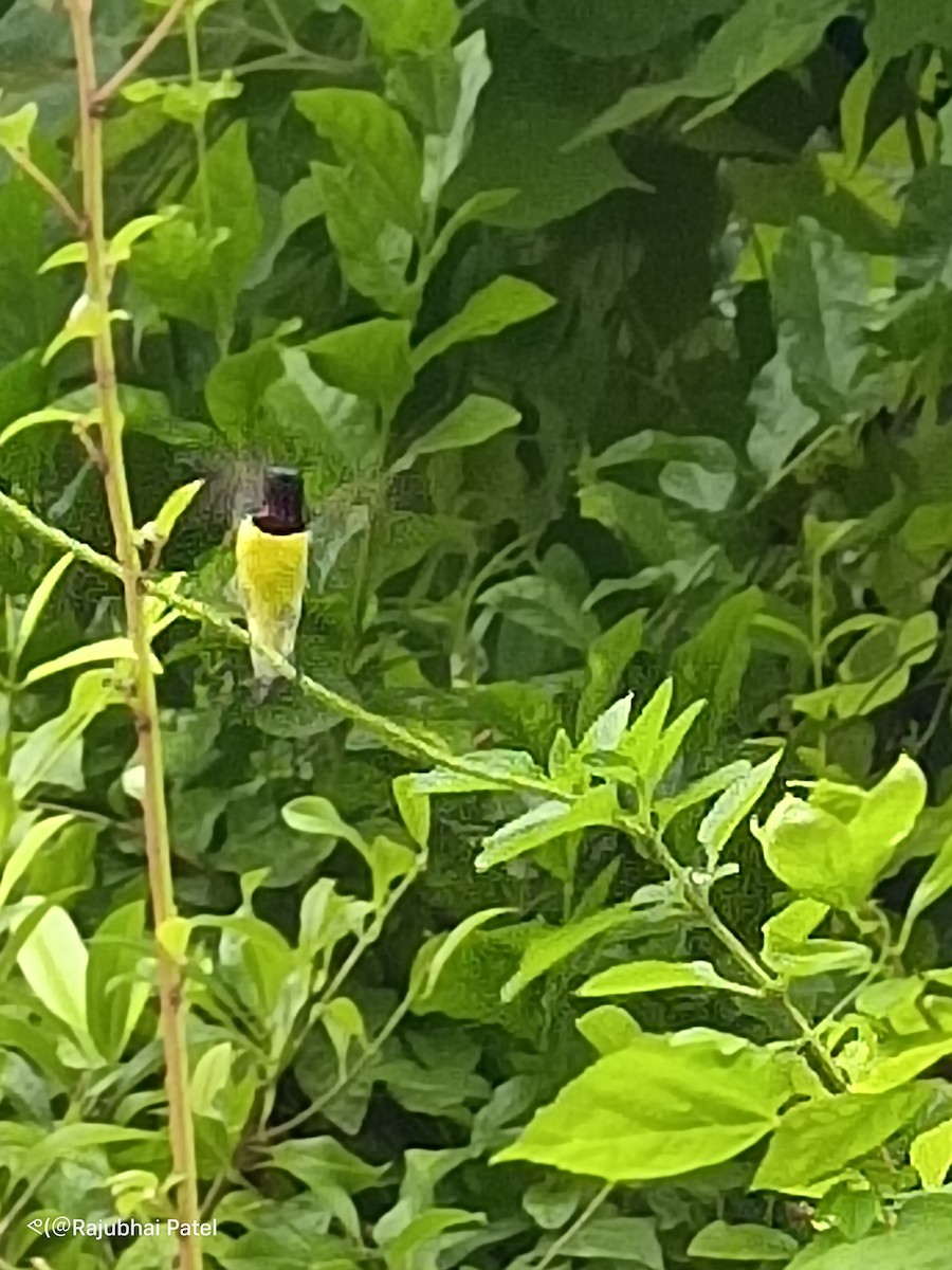 Purple-rumped Sunbird - ML624288356