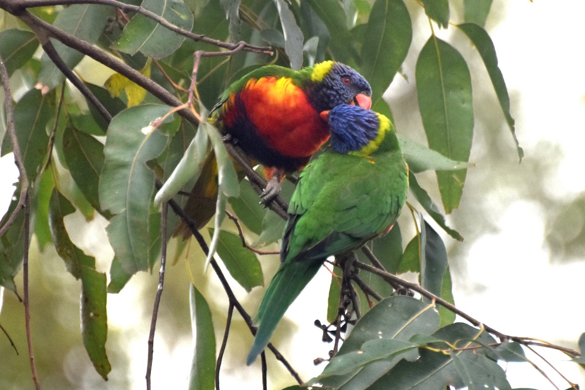 Rainbow Lorikeet - ML624288407