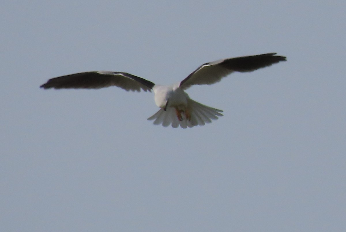 Black-shouldered Kite - ML624288448