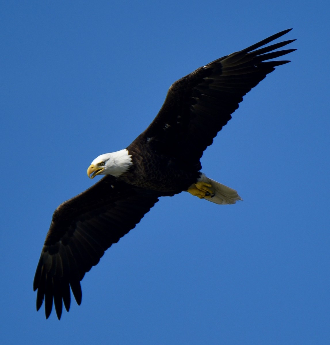 Weißkopf-Seeadler - ML624288582