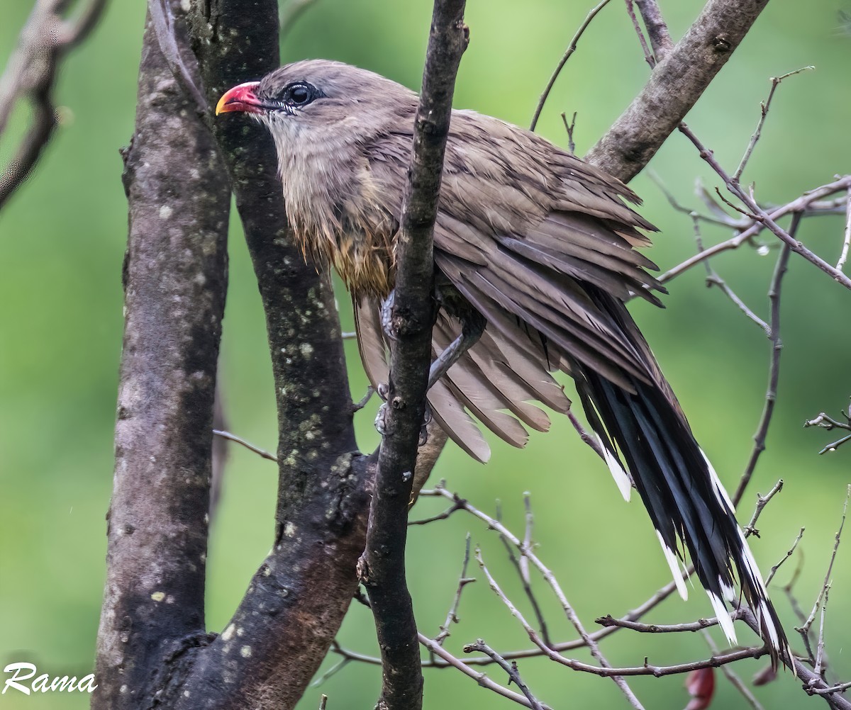 Sirkeer Malkoha - ML624288635