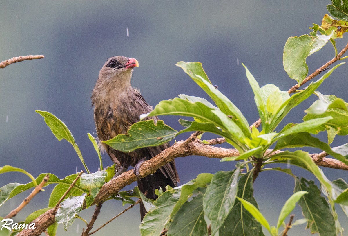 Sirkeer Malkoha - ML624288638