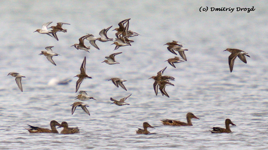 lžičák pestrý - ML624288678