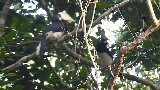Malabar Pied-Hornbill - ML624288717