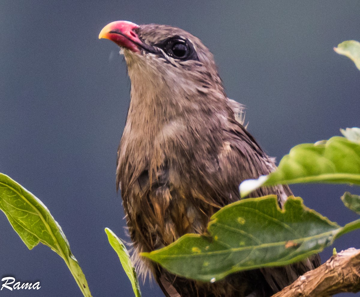 Sirkeer Malkoha - ML624288774