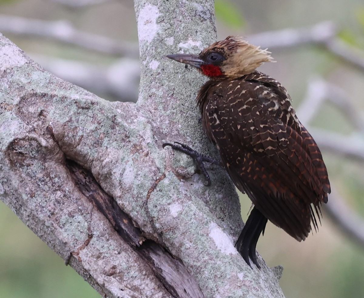 Pale-crested Woodpecker - ML624288790