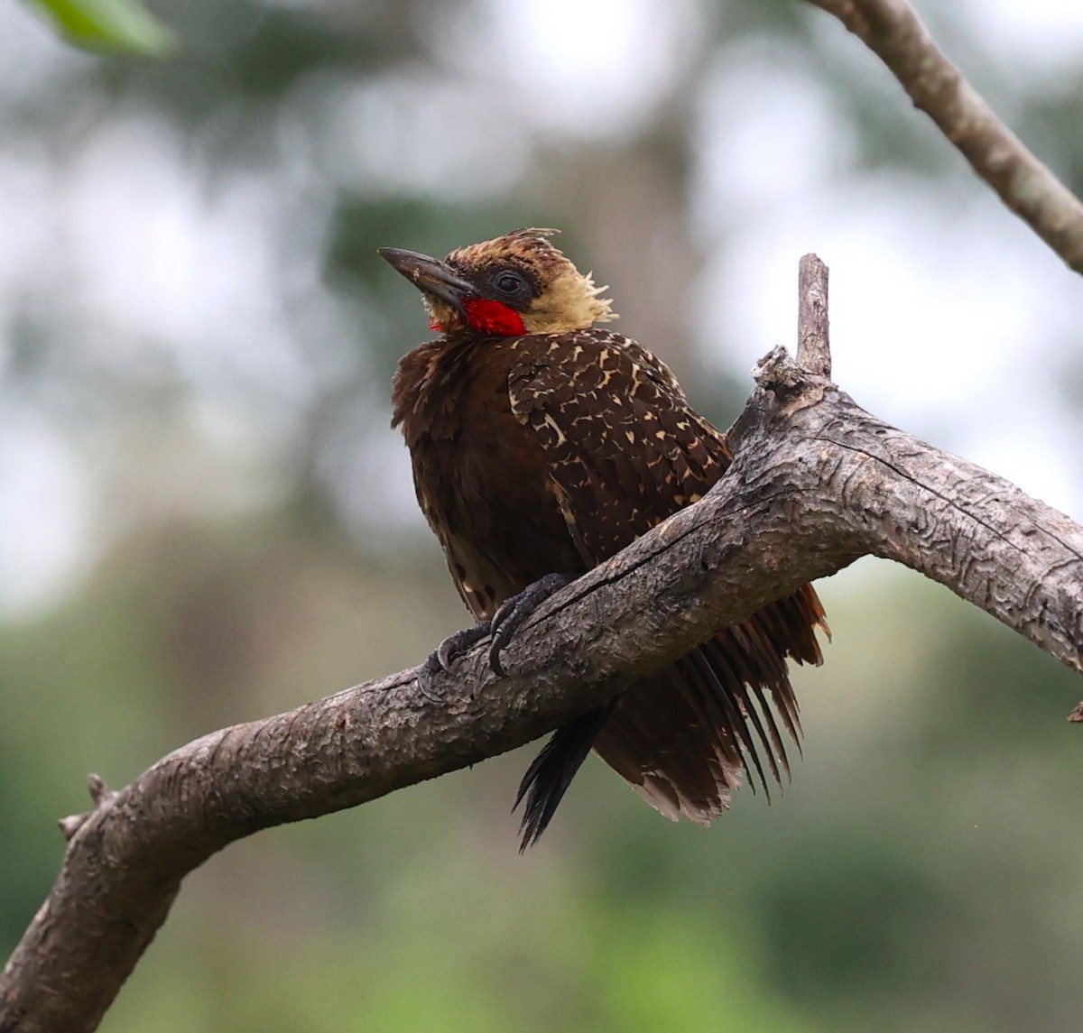 Pale-crested Woodpecker - ML624288791