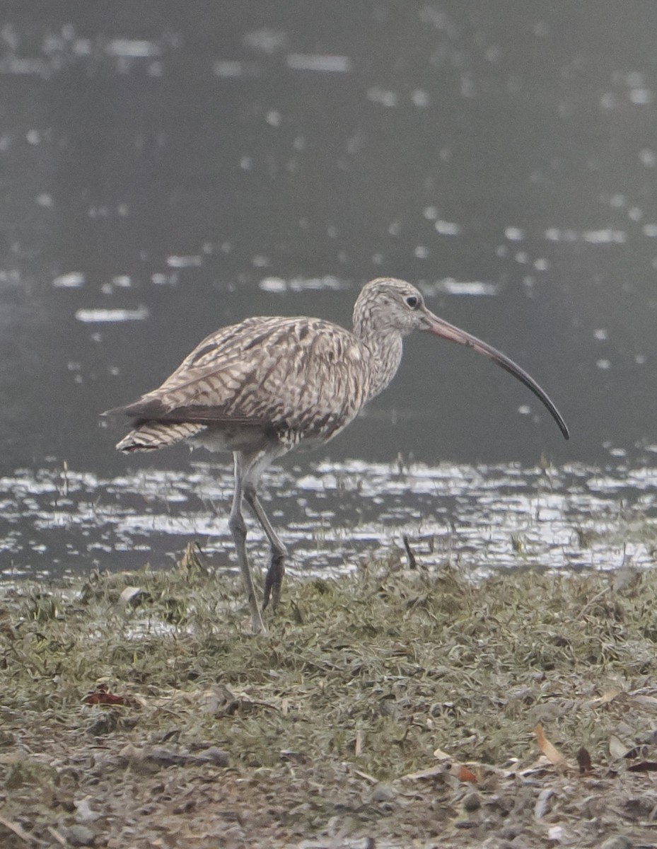 Far Eastern Curlew - ML624288841