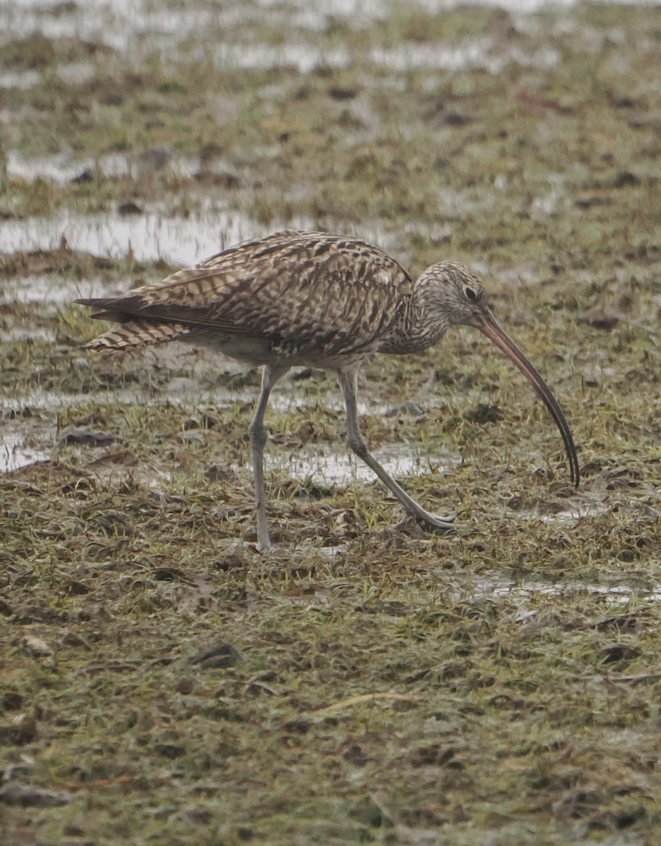 Far Eastern Curlew - ML624288842