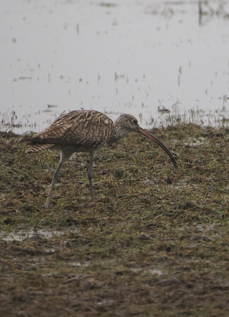 Far Eastern Curlew - ML624288843